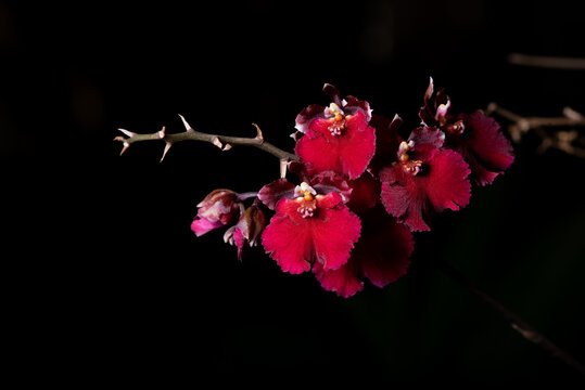 Orquídea tolumnia