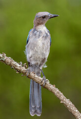 Immature Woodhouse's Scrub Jay