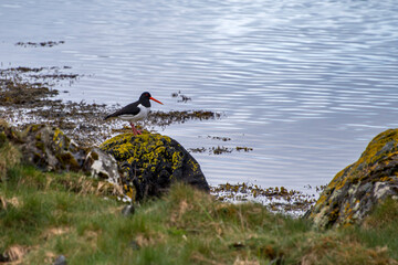 Eurasian oystercatcher photographed in Scotland, Europe. Registration made in 2019.