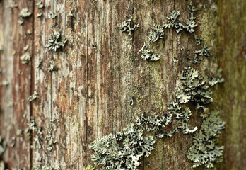 Texture of an old tree with cracks overgrown with moss