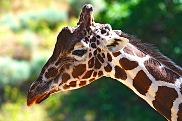 Giraffe Closeup