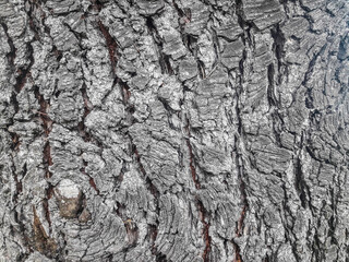 Texture - Tree Trunk Bark (Landscape mode)