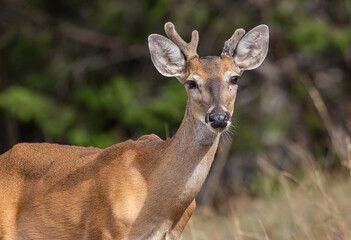 Young White-tailed buck