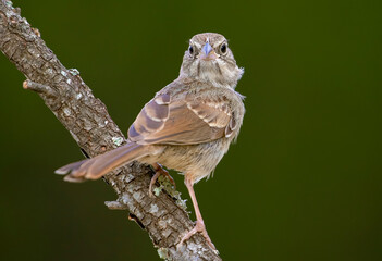 Rufous-crowned Sparrow