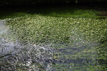 地蔵川の梅花藻