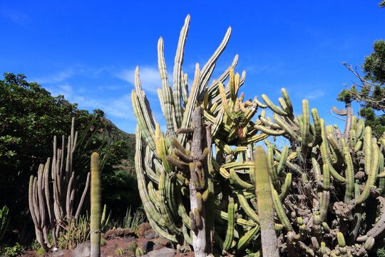 Cactus garden in Gran Canaria