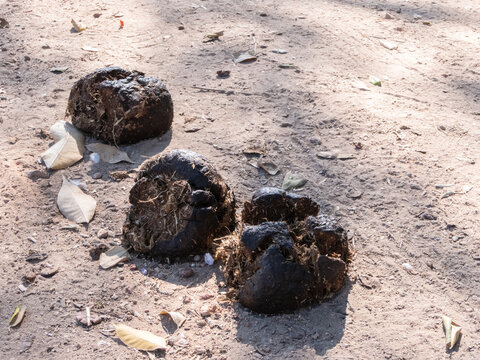 Lump of elephant dung in the ground