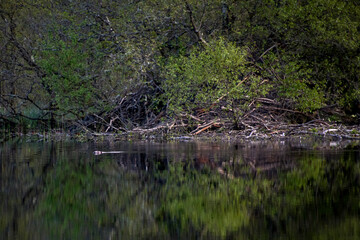 Eurasian beaver photographed in Scotland, Europe. Registration made in 2019.