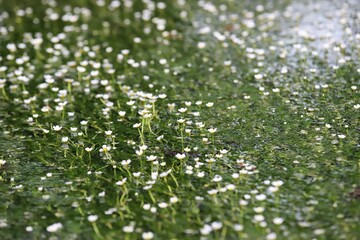Obraz na płótnie Canvas 地蔵川の梅花藻