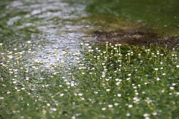 地蔵川の梅花藻