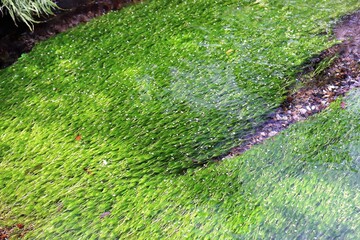 地蔵川の梅花藻