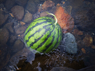 watermelon in the creek, summer fruit
