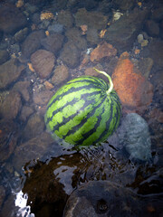 watermelon in the creek, summer fruit