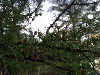 tree in the forest