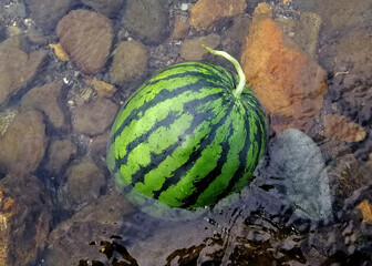 watermelon in the creek, summer fruit