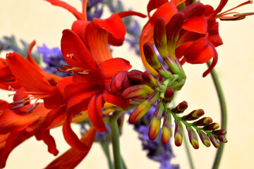 Red Crocosmia Frond 02