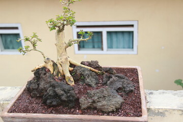 small bonsai in a pot on an opaque background. mini bonsai with forest stone arrangement