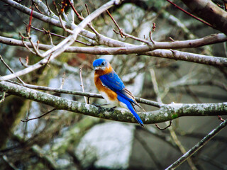 Bluebird