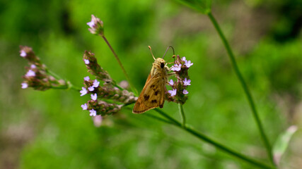 Moth