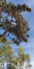 southern pine and oleander against the blue sky