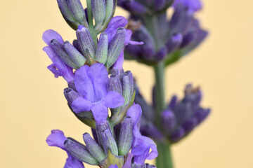 Lavender Closeup 05