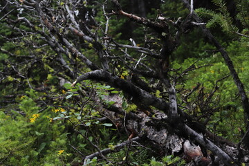Fototapeta premium カナダのカナディアンロッキー、バンフ国立公園. ジャスパー国立公園
