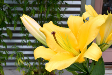 Lily Stamen Profile 02