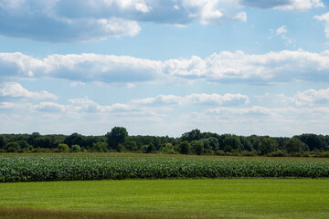 Agricultural landscape with vegetable plantations in the Netherlands. Growing organic vegetables in the field.