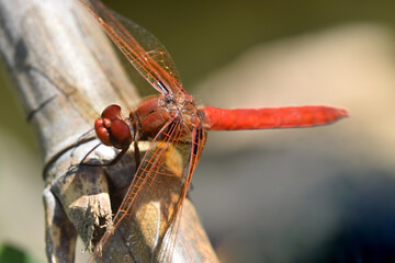 Firecracker Dragonfly 05