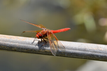 Firecracker Dragonfly 06
