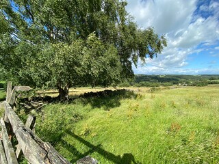Country landscape, as one looks, over a wooden fence, with long grasses, wild plants and an old tree, in the distance, hills and forests near, Timble, Harrogate, UK