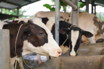 close up of cattle in the pen. cow dairy farm in the mountainous region of Bromo