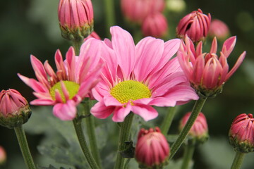 Chrysanthemum flowers are blooming and fragrant ready to be harvested. flower plantations in a cool mountainous region. flower harvest season