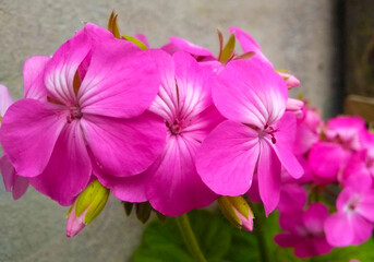 Geranium, comúnmente llamado geranio, flor de petalos rosados, fucsia.