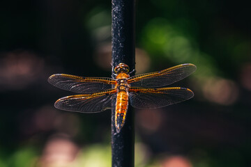 Gold dragonfly resting in the sunshine
