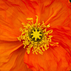 Close up of an orange poppy flower