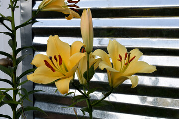 Yellow Lily Family 03