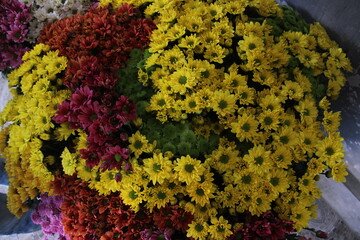 colorful chrysanthemum flower pattern. fragrant and beautiful scented flowers for decoration