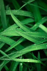 Raindrops on long grass