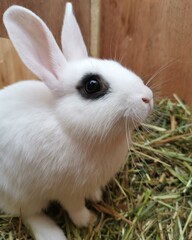 white rabbit in the garden