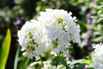 Phlox is a beautiful flower of five petals in summer in Polemoniaceae.