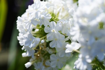 Phlox is a beautiful flower of five petals in summer in Polemoniaceae.