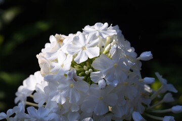 Phlox is a beautiful flower of five petals in summer in Polemoniaceae.