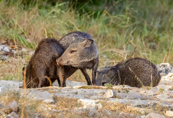 Javelina checking another's ID 