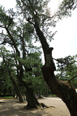 出雲大社　島根