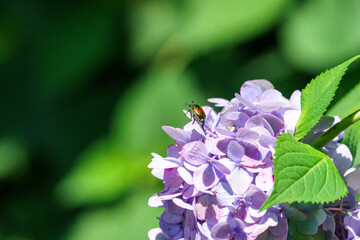 くりはま花の国の花