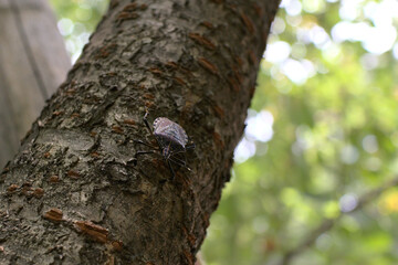 キマダラカメムシ