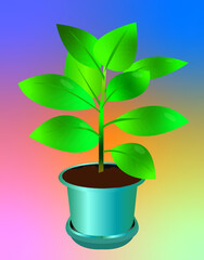 plant in pot ficus