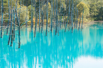 緑の木々を映す夏の青い池　美瑛町
