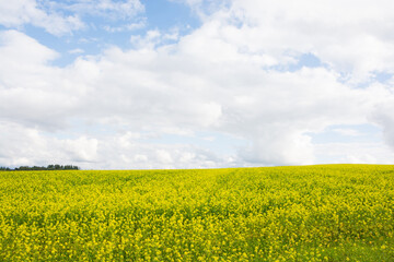 Obraz premium 満開の菜の花畑